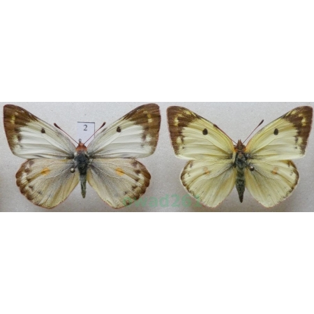 Colias hyale (Linnaeus, 1758) pair Szlaczkoń siarecznik Czech2